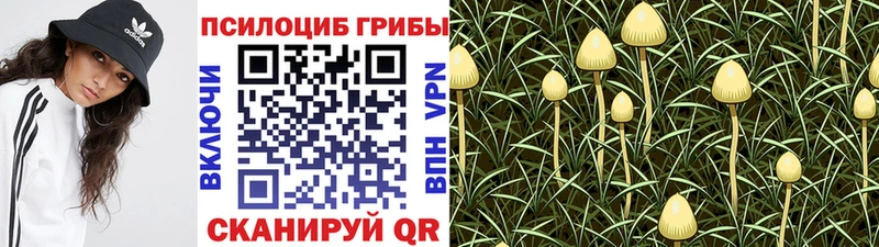 гидра сайт  Салехард  Псилоцибиновые грибы Psilocybine cubensis 